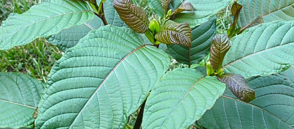 Kratom For Clarity